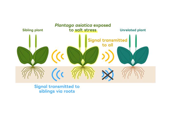 Integrated above- and below-ground interplant cueing of salt stress