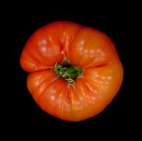 Representative Fruit of Eno Mutant Plant