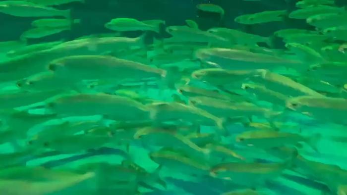 Young Chum Salmon Thrive in a 35-Ton Tank