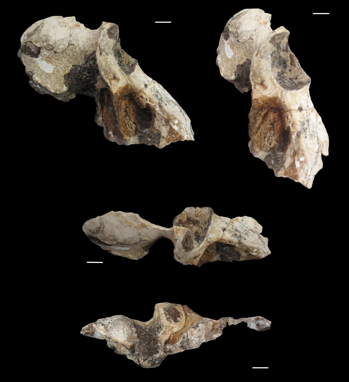 Male <em>P. angusticeps</em>