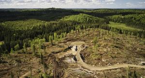 A clearcut forest in northwest Ontario, Canada