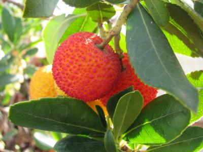 Silver Nanoparticle Synthesis Using Strawberry Tree Leaf (1 of 2)