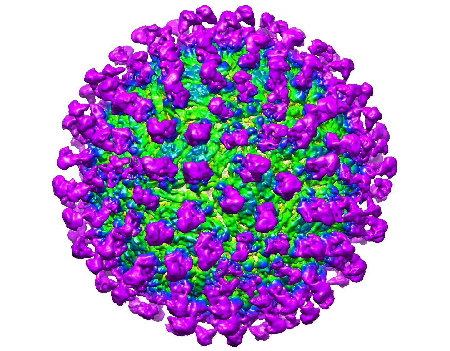C10 and Zika