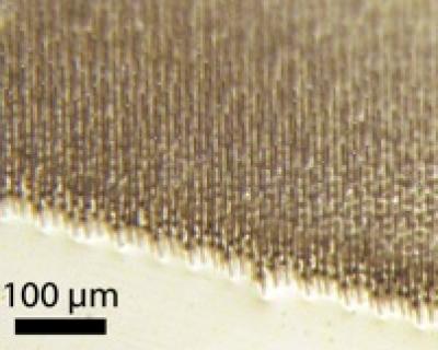 Silicon Wire Array