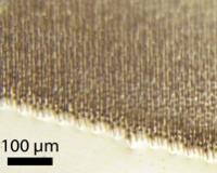 Silicon Wire Array