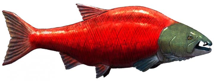 Salmon
