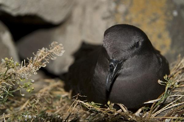 Bulwer's Petrel
