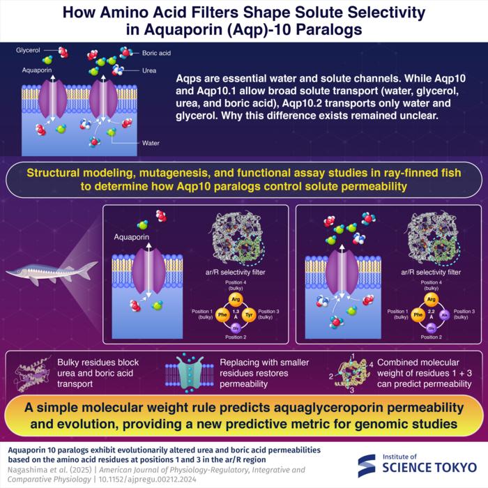 How Amino Acid Filters Shape Solute Selectivity in Aquaporin 10 Paralogs