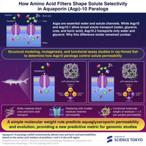 How Amino Acid Filters Shape Solute Selectivity in Aquaporin 10 Paralogs