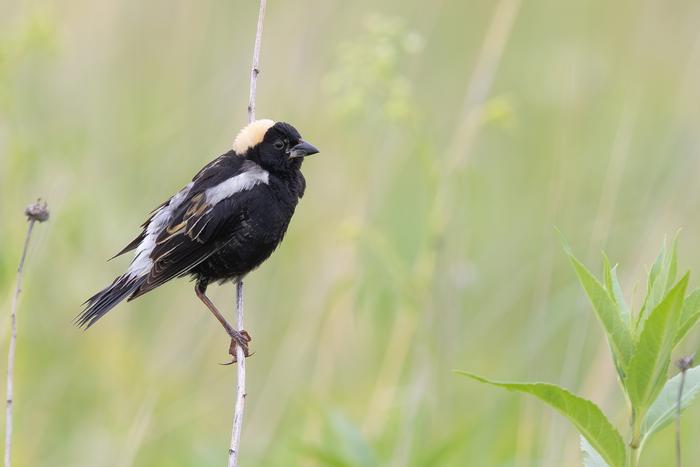 Bobolink, Redwood County, Minnesota