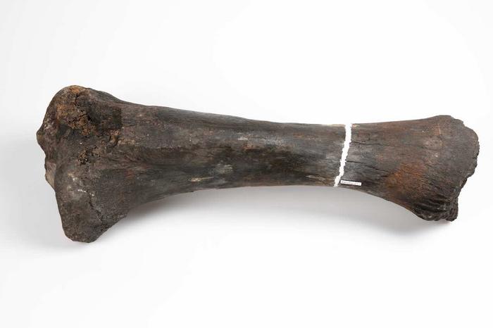 A Mastodon tibia