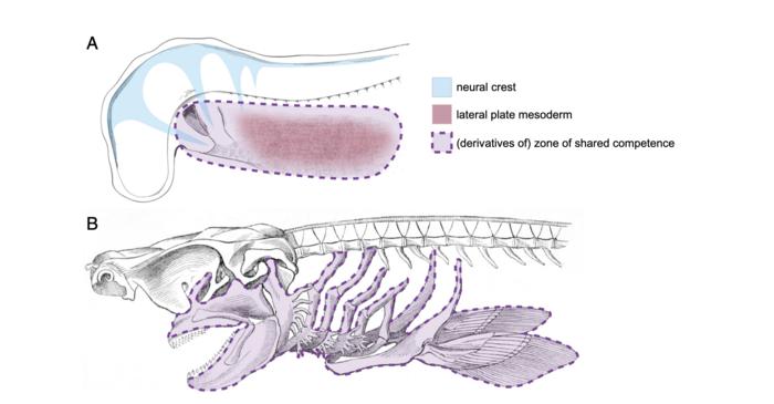 Shared competence of neural crest- and lateral plate mesoderm-derived cells forms the basis of gill arch-paired fin serial homology.
