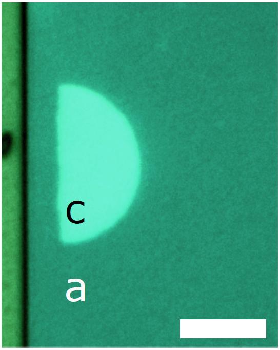 2D Lens