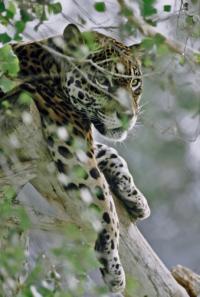 Jaguar in Tree