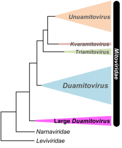Phylogenetic analysis of mitovirus RdRp