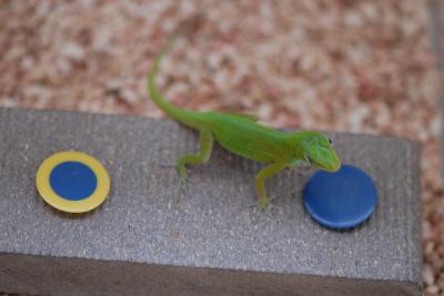 Anoles Ace Cognitive Test