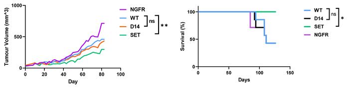 SET-engineered T cells slowed tumor growth and prolonged survival in mice with human melanoma tumors