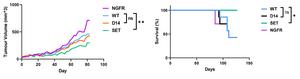 SET-engineered T cells slowed tumor growth and prolonged survival in mice with human melanoma tumors