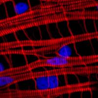 <i>Clytia</i> Striated Muscle