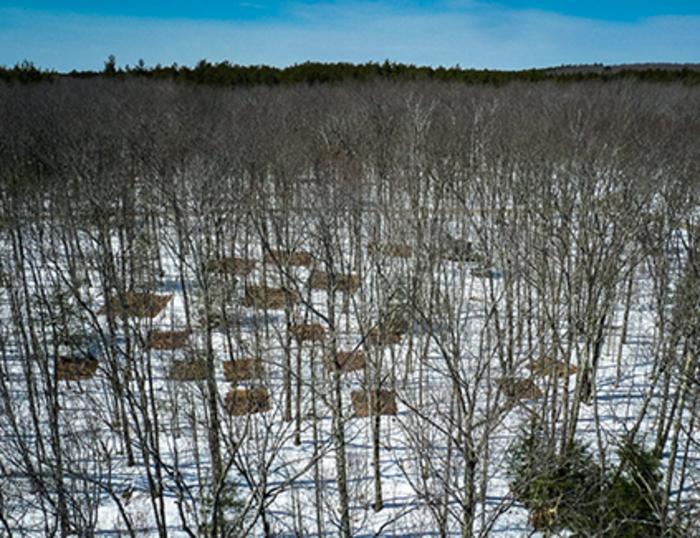 Heated plots in the Harvard Forest are starkly visible from a fire tower at the end of winter. Image credit: Harvard Forest