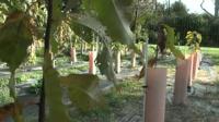 SUNY-ESF Professors Discuss Blight-Resistant American Chestnut Trees