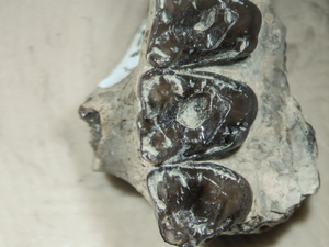 The largest and earliest known sample of dental caries in an extinct mammal (Mammalia, Euarchonta, Microsyops latidens) and its ecological implications