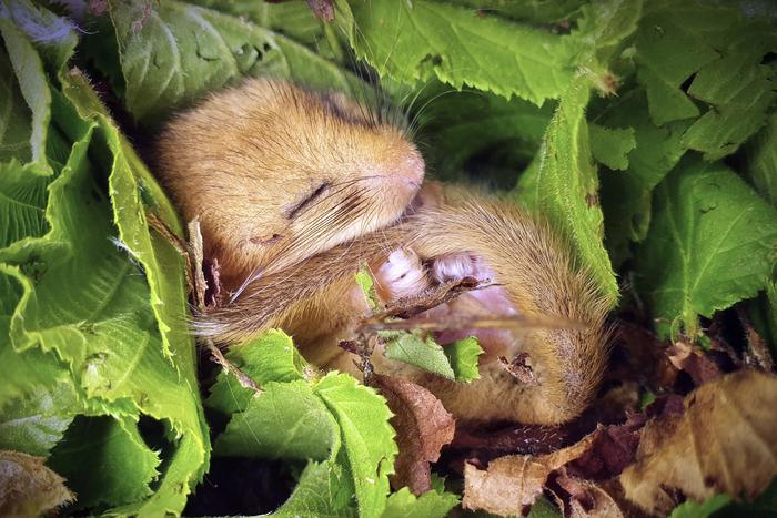 Dormouse on leaves