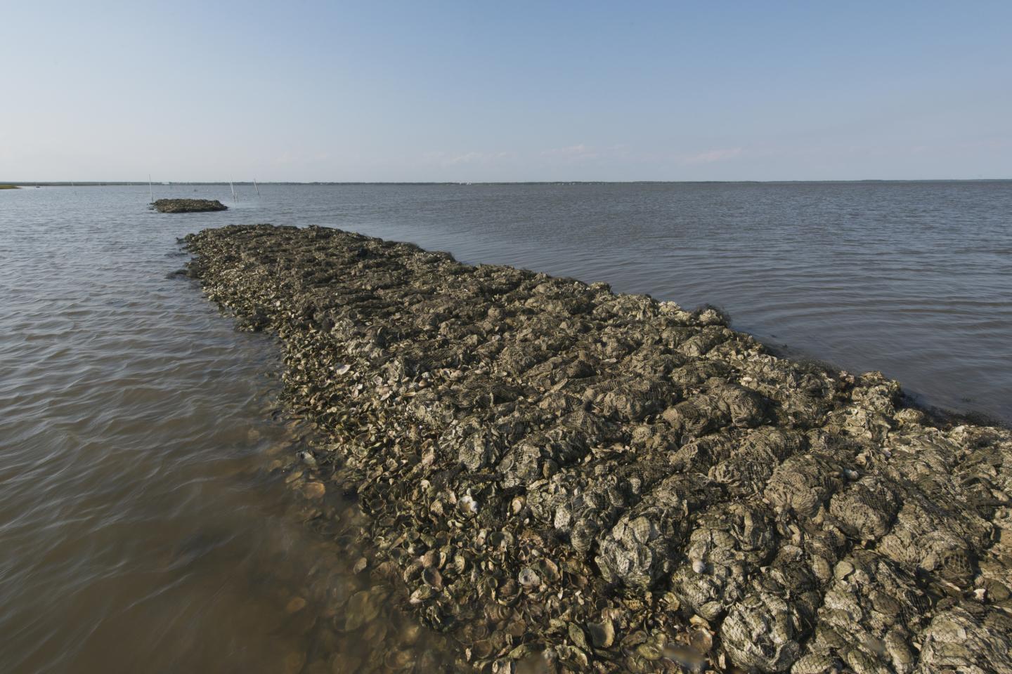Oyster Reef Restoration
