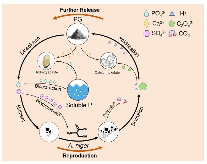 Bioextraction of residual phosphorus from phosphogypsum by phosphate-solubilizing fungus Aspergillus niger