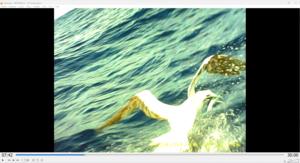 Red-footed boobie catching flying fish