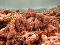 Rose Atoll Marine National Monument
