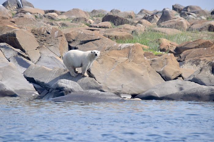 Polar bear