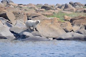 Polar bear