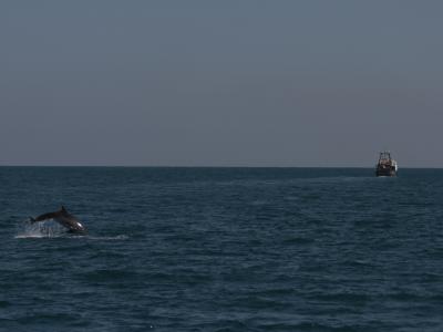 Dolphin Next to Trawler in the Mediterranean