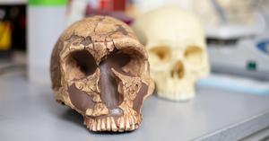 Skull