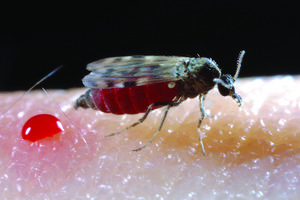 A Culicoides biting midge after a blood meal