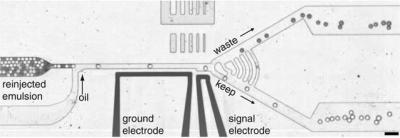 Microfluidic Sorting Device Developed by Harvard Researchers