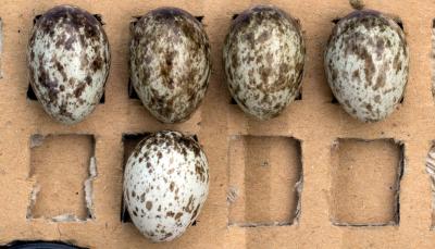 A Tree Sparrow Clutch