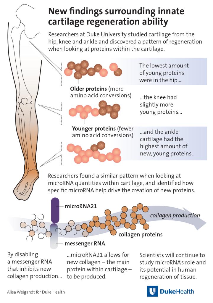 New Findings Surround Innate Cartilage Regeneration Ability