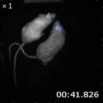 In vivo Bioluminescence Imaging