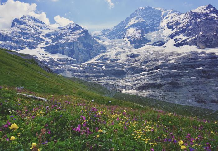 Swiss Alps meadow