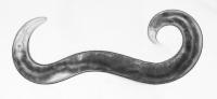 <i>C. Elegans</i>