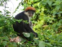 Udzungwa Red Colobus Monkey, Procolobus gordonorum