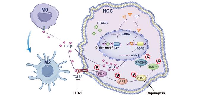 New Role of PTGES3 Uncovered in Liver Cancer Growth and Immune Evasion
