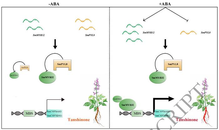 SmMYB32 interacts with SmPYL8 to regulate the biosynthesis of tanshinones.