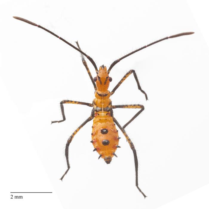 Leaffooted bug nymph