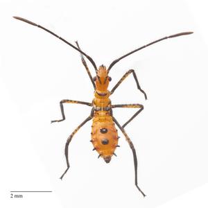Leaffooted bug nymph