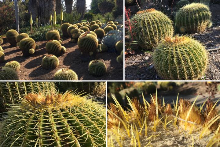 Golden Barrel Cactus
