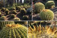 Golden Barrel Cactus