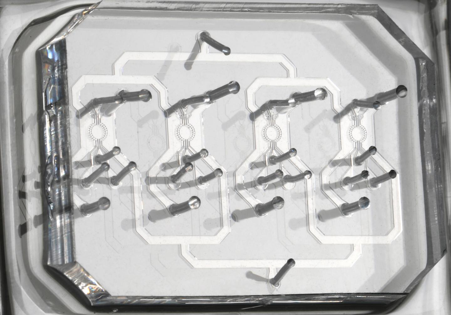 A Microfluidic Chip
